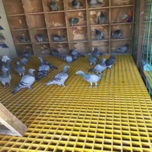 FRP Grating Industrial Flooring