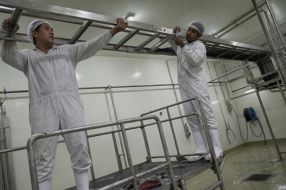 Stainless steel 304 ladder tray installed in chemical plant and coastal industrial applications (ID#3)